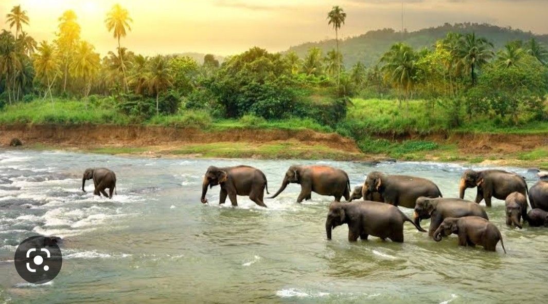 Thekkady Spice Plantations